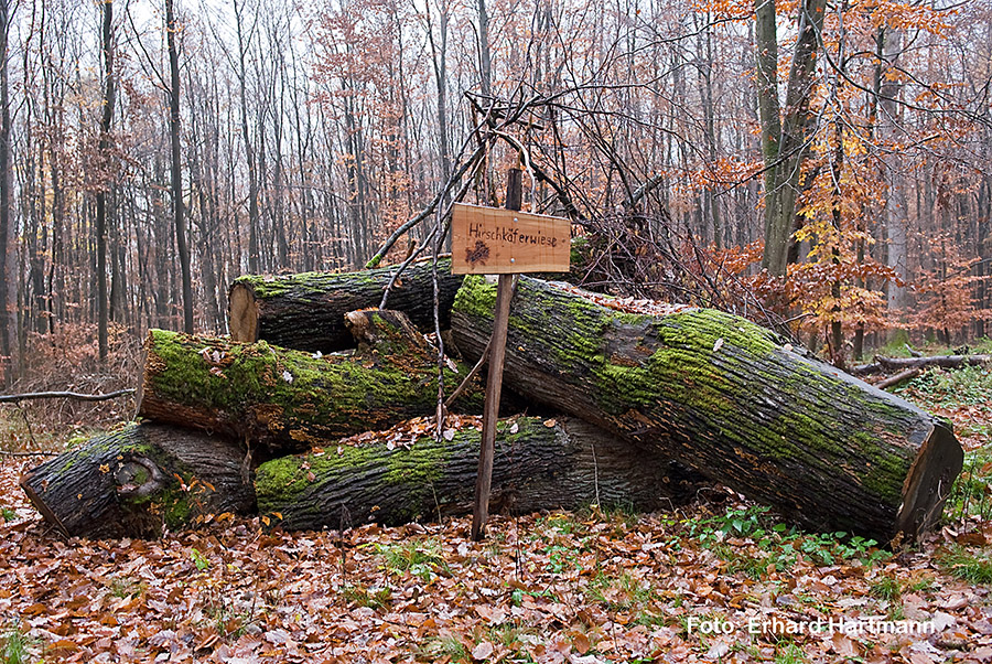 2022 WaldbegehungDez22 Hirschkaeferwiese